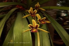 Cymbidium aloifolium